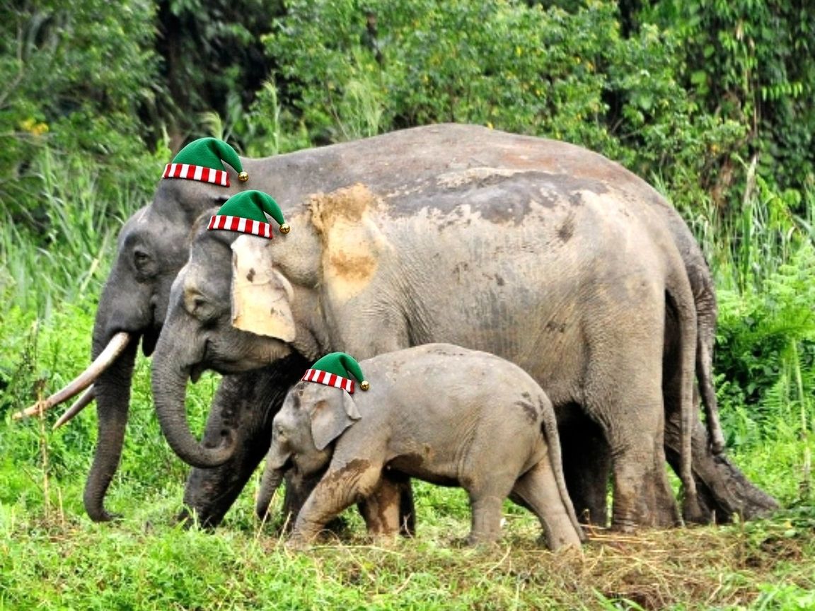 Bornean pygmy elephants with a calf, all three wearing green elf hats